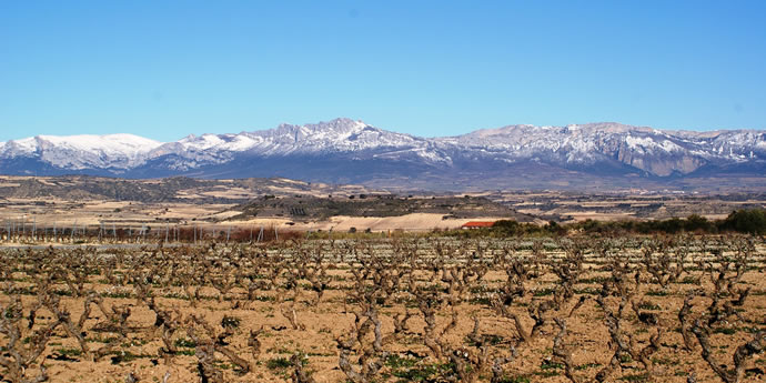 WSET Diploma Study for Unit 3: Session 12 -Spain-
