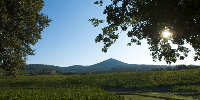 WSET Diploma Study for Unit 3: Session 15 -Toscana-