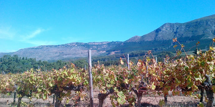 South Africa's Old Vines - Revolutionising An Industry