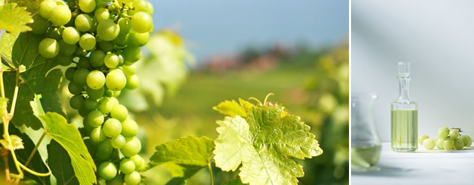グレープシードオイルと、知られざるワイン産業の世界