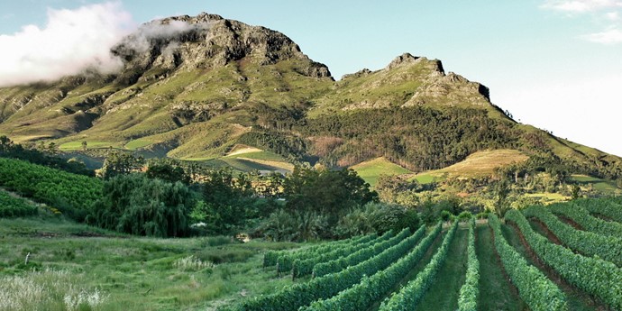 Discover South Africa！多様なワインスタイルを造る大国