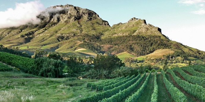 Discover South Africa!多様なワインスタイルを造る大国