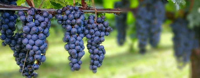 イタリアのブドウ品種はイタリアでのみ栽培されていますか？