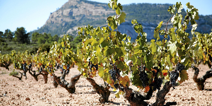 Spanish Wine Scholar <Intensive Course>